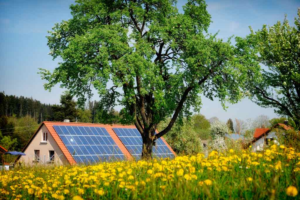 Solar panels on a roof behind a green tree.